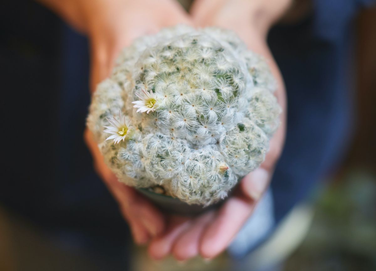 手のひらサイズの白星5500円