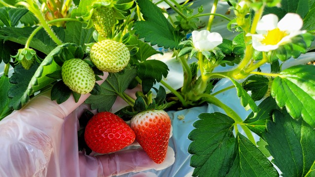 2022いちご狩りスタート!カフェで盛り盛りいちごパフェも『@FARM(アット・ファーム)』【ミスター黒猫の東京スイーツトレンドvol.56】