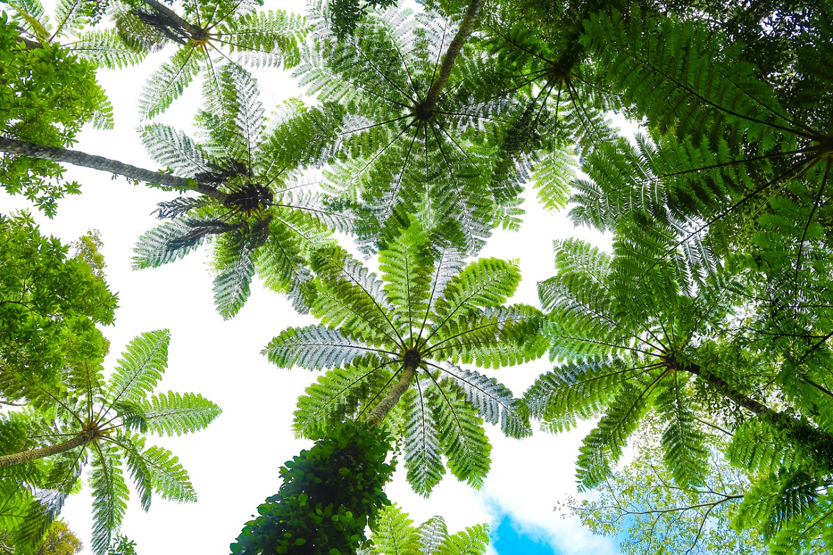 数多くの希少種が見られる原生林「金作原」