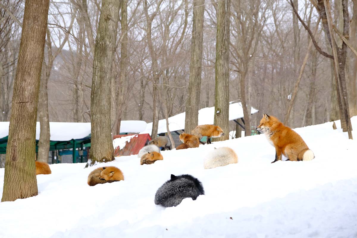 広大な敷地で放し飼いされているキツネたち