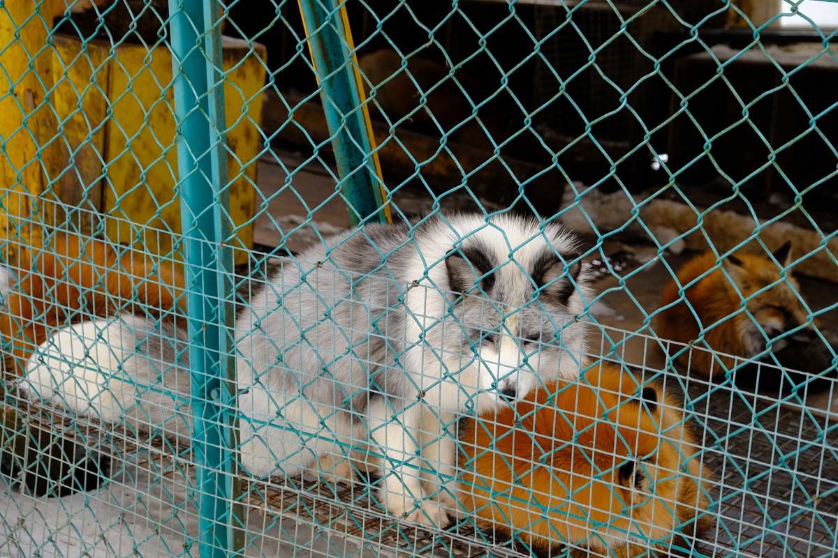 透き通るような見た目のプラチナキツネ