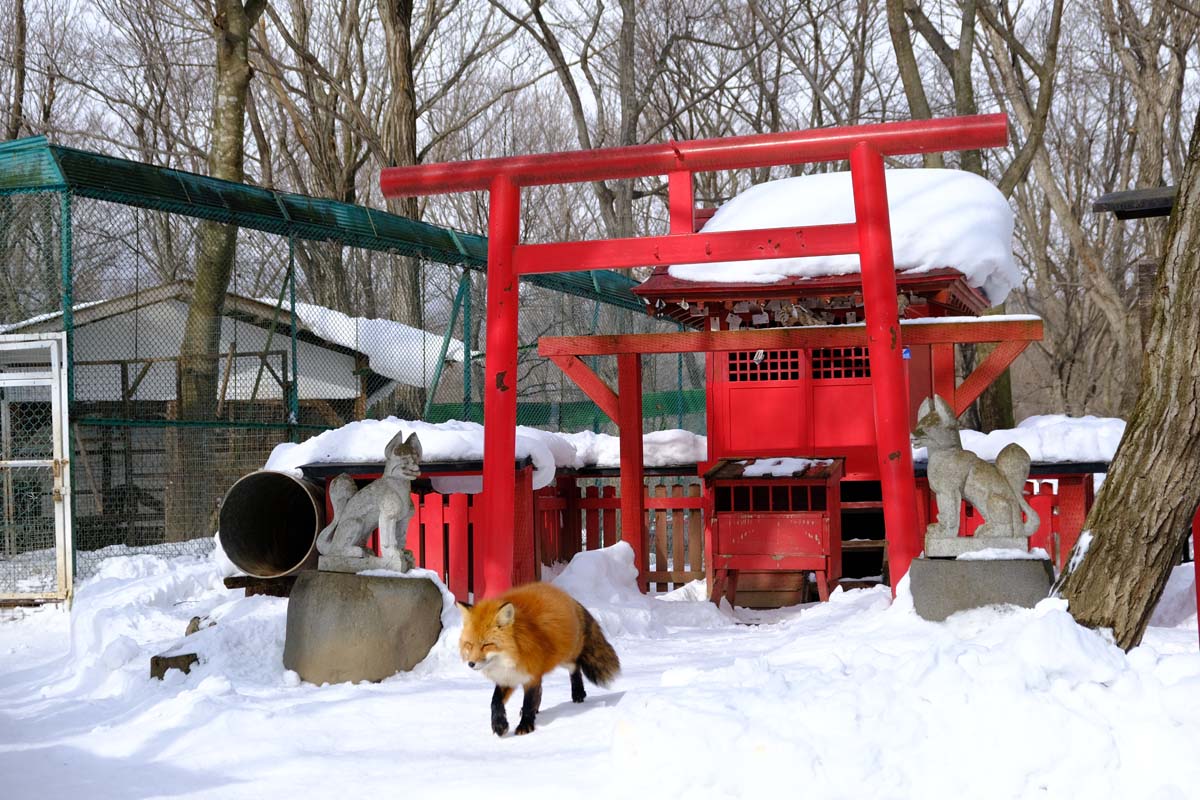 稲荷神社からちょうど出てくるキツネをパチリ