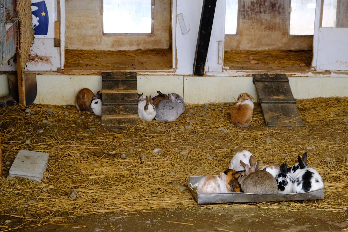 ウサギ小屋なども見学できる
