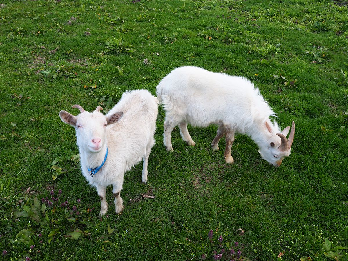 ヤギのヒスイ（左）とコハク（右）