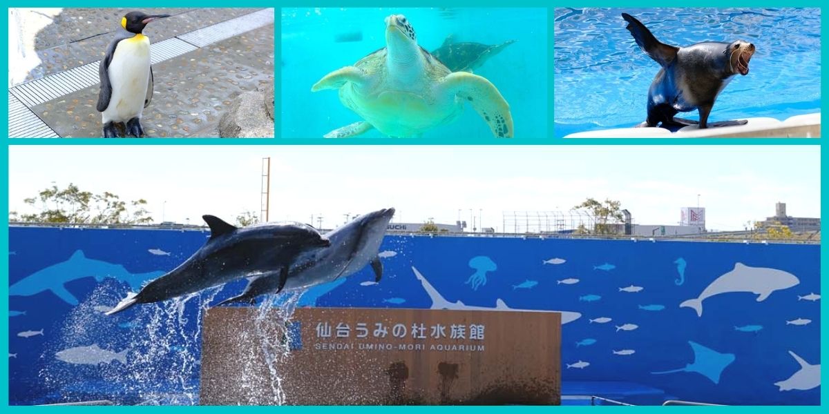 東北最大級のパフォーマンスも キュートな生きもの大集合 仙台うみの杜水族館 るるぶ More