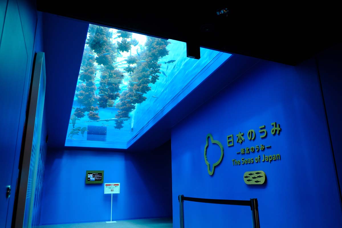 下からホヤを観察できる「マボヤのもり」