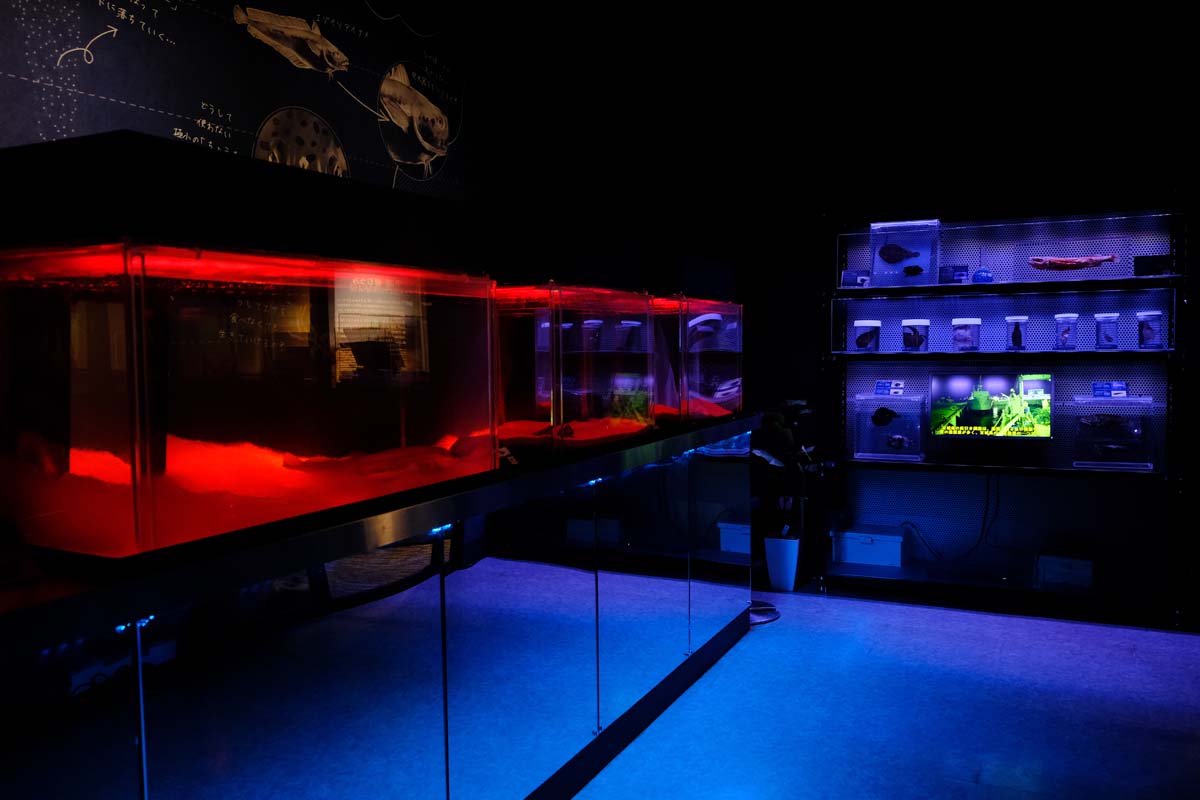 2021年4月にリニューアルした「深海ラボ」