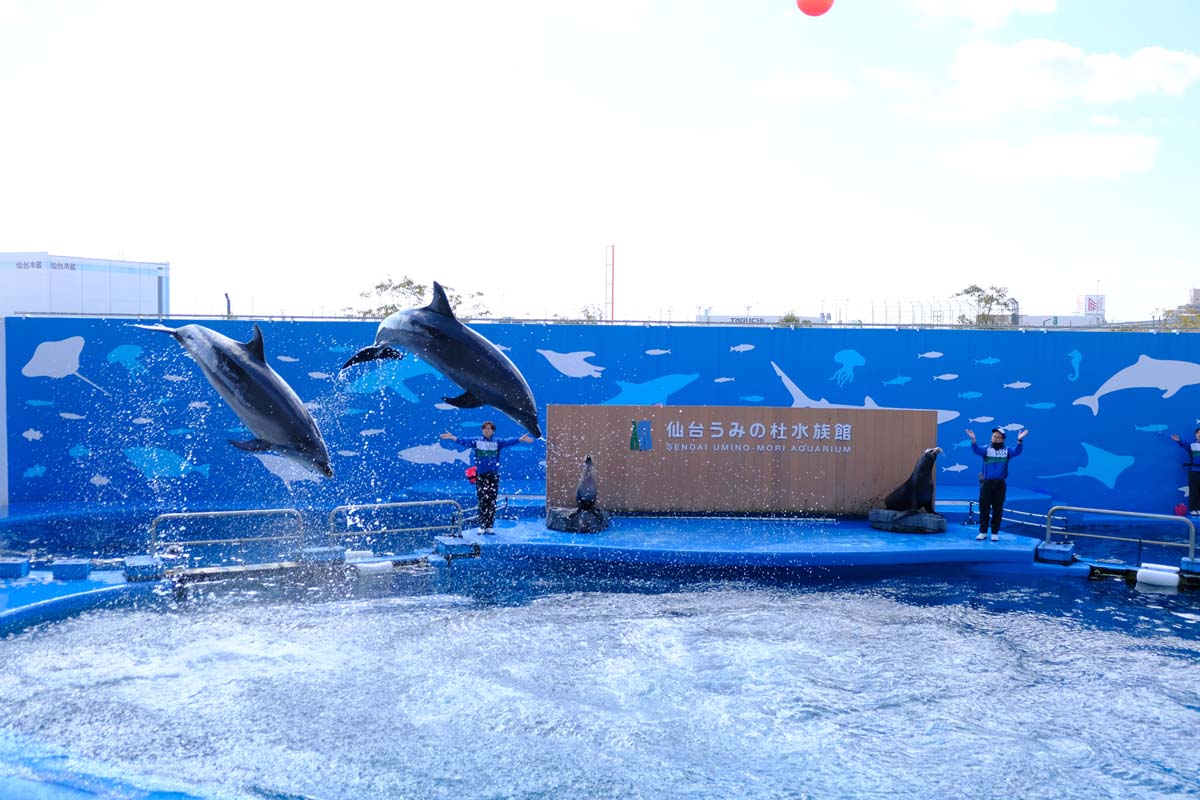 イルカやアシカが登場する「スタジアムライブ」