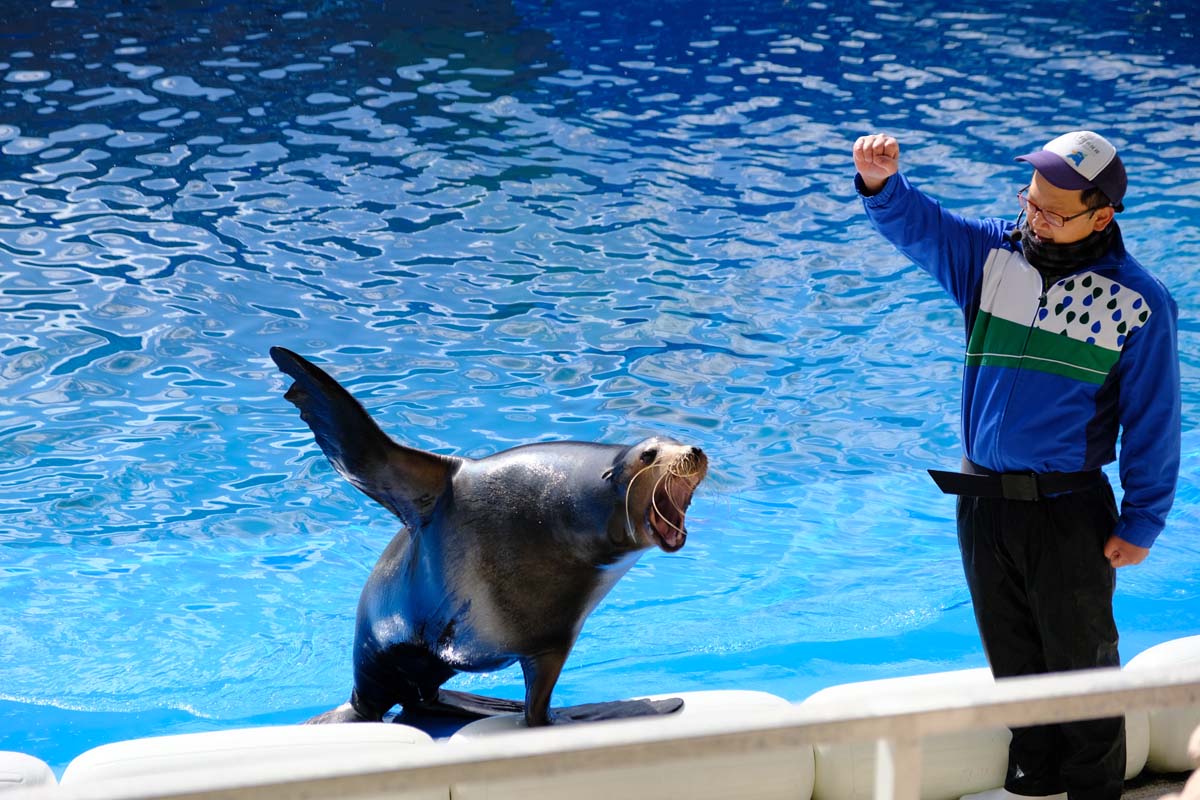 挨拶するアシカ