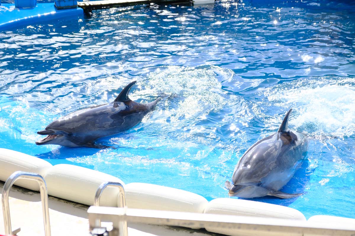 キュートなイルカたち
