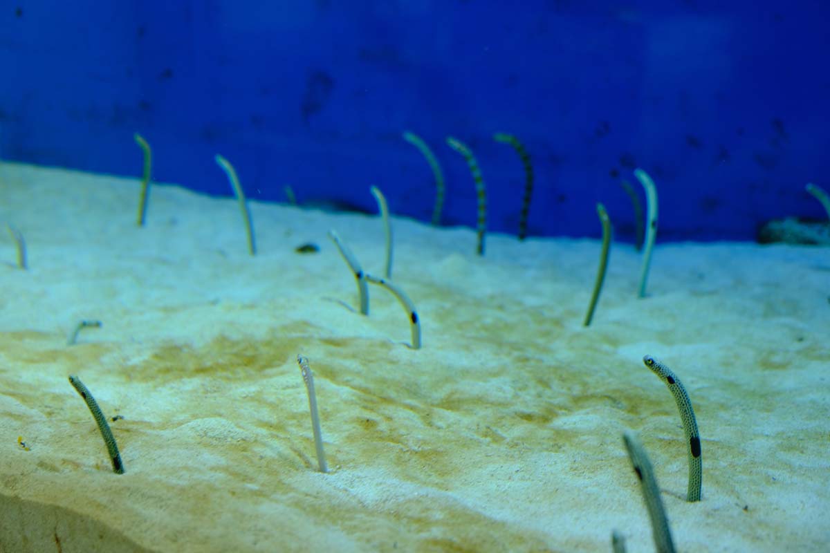 アジアエリアのチンアナゴ