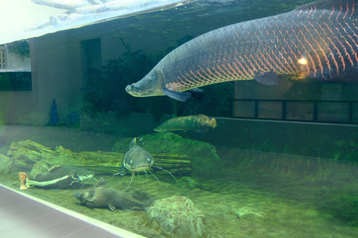 アマゾンエリアのいきもの