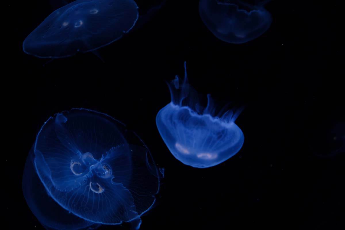 ミズクラゲが泳ぐ姿