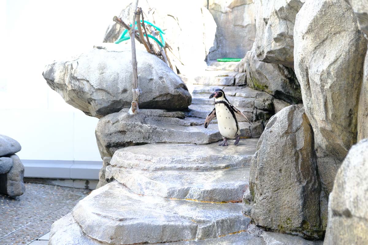 階段をおりるペンギン
