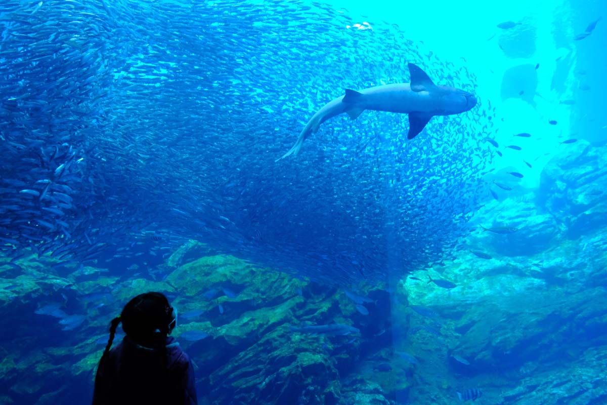 いのちきらめくうみ