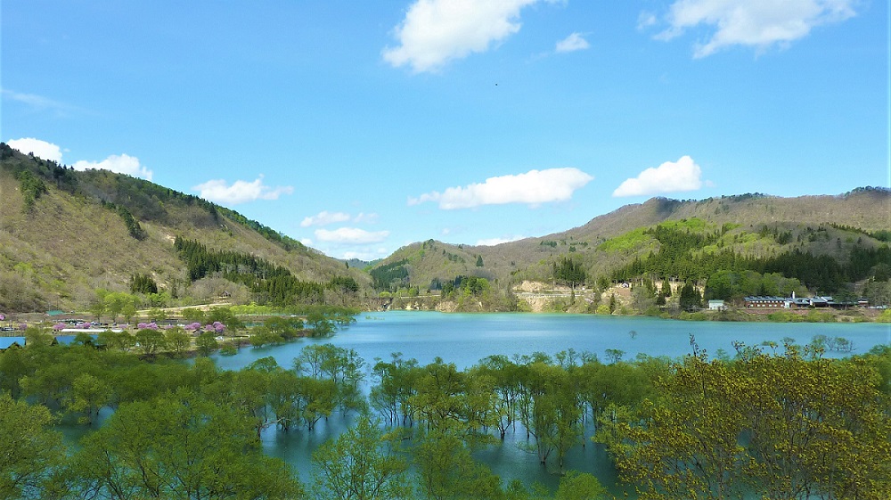 白川湖の水没林