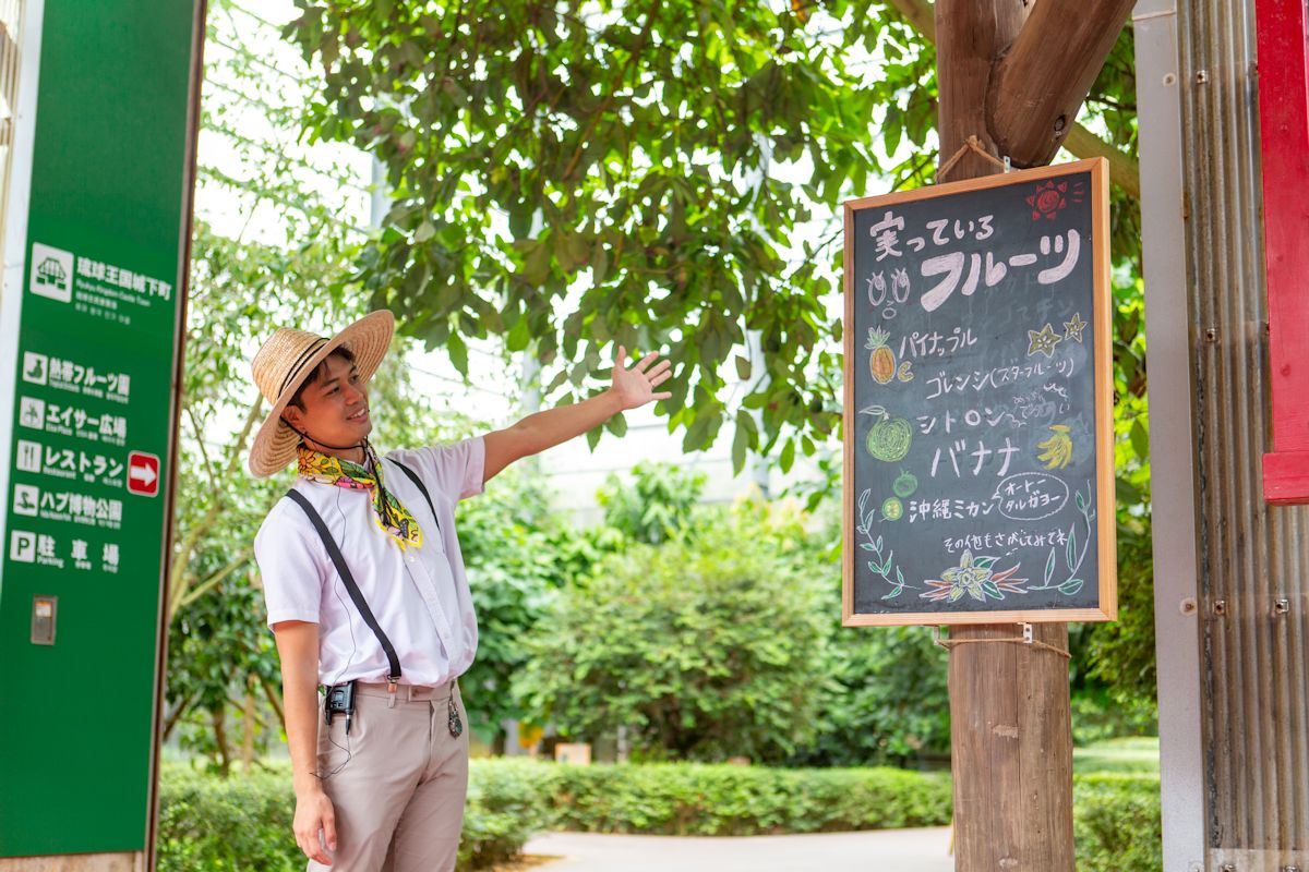 取材日はパイナップルやバナナなどの解説をしていただきました