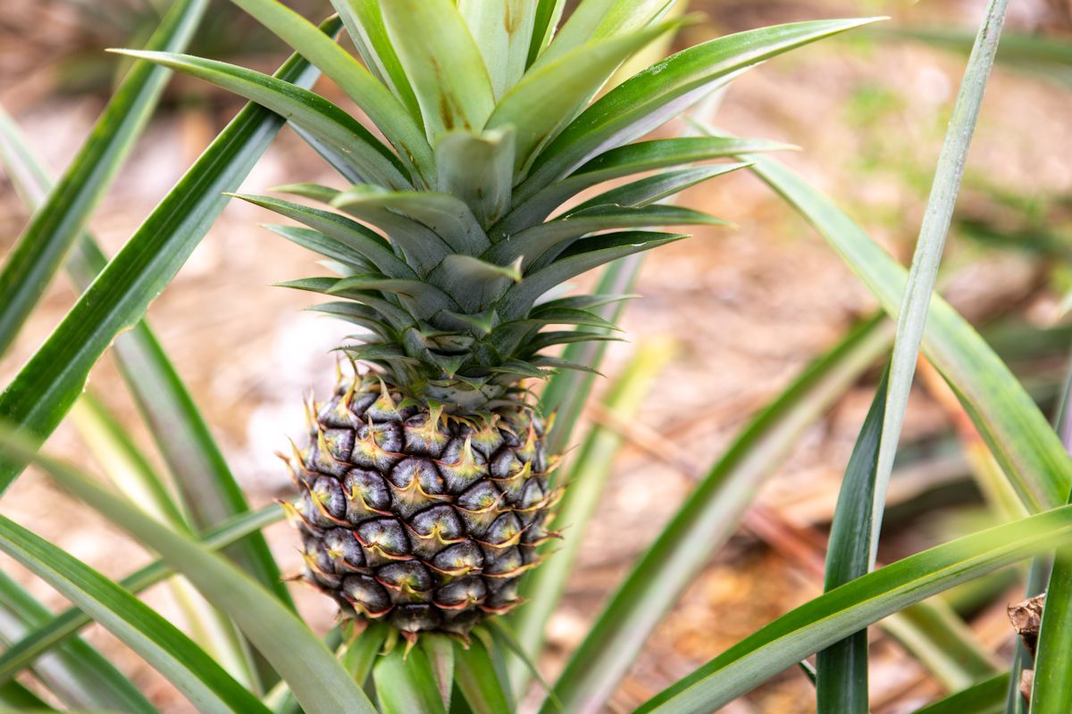 南国フルーツの代表格パイナップル