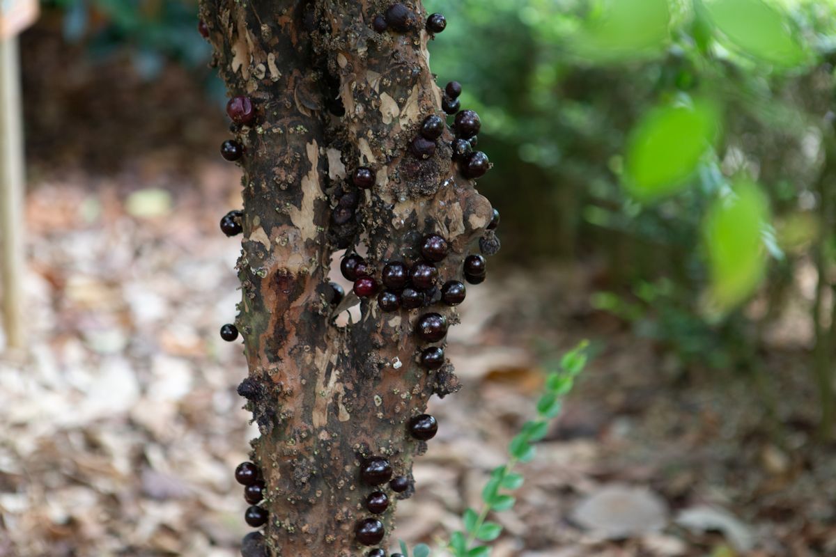 幹に直接果実が実る珍しいジャボチカバ