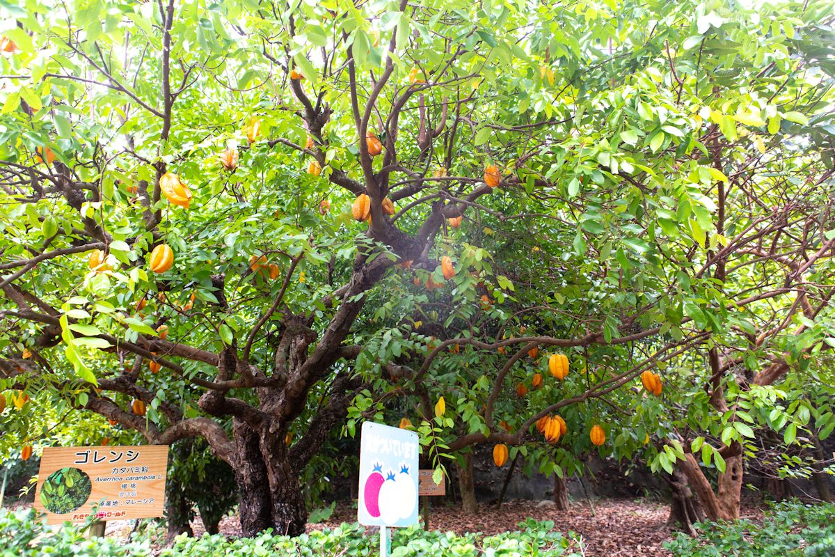 鈴なりに実るスターフルーツ