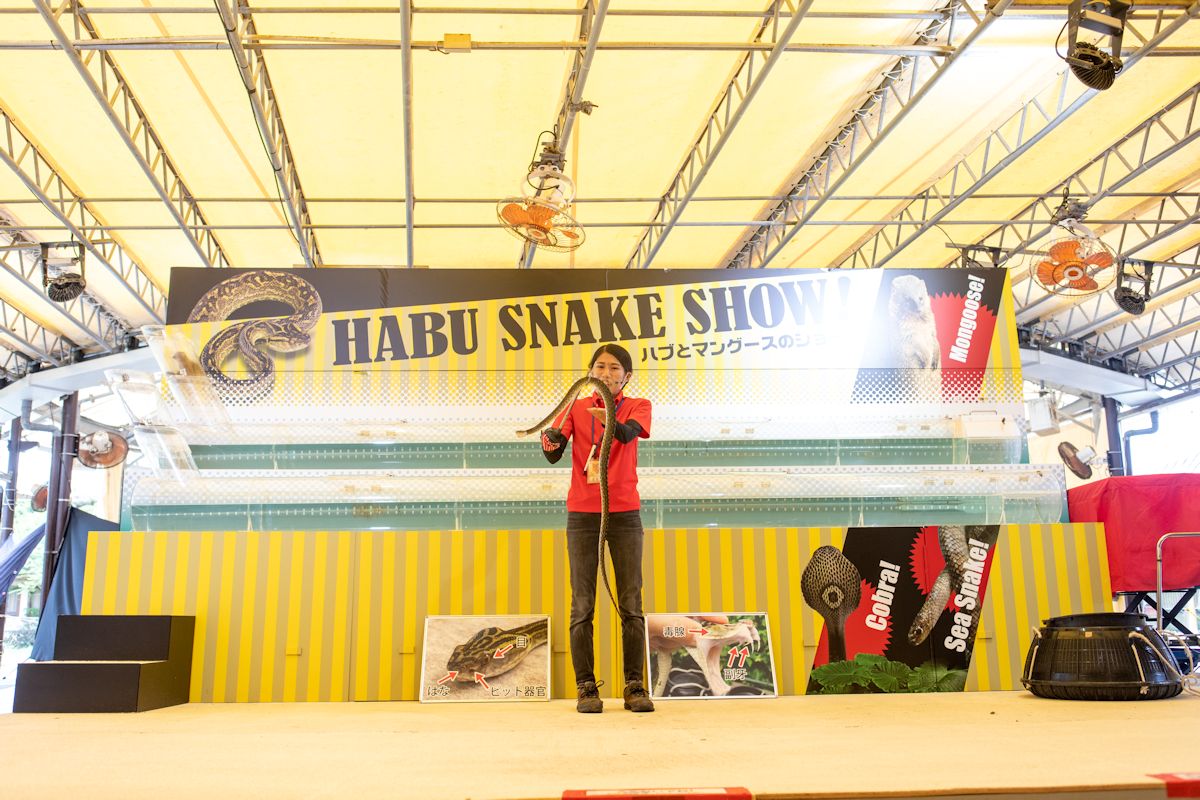 沖縄最恐の毒蛇ハブを自在に操るショーマンに驚き！