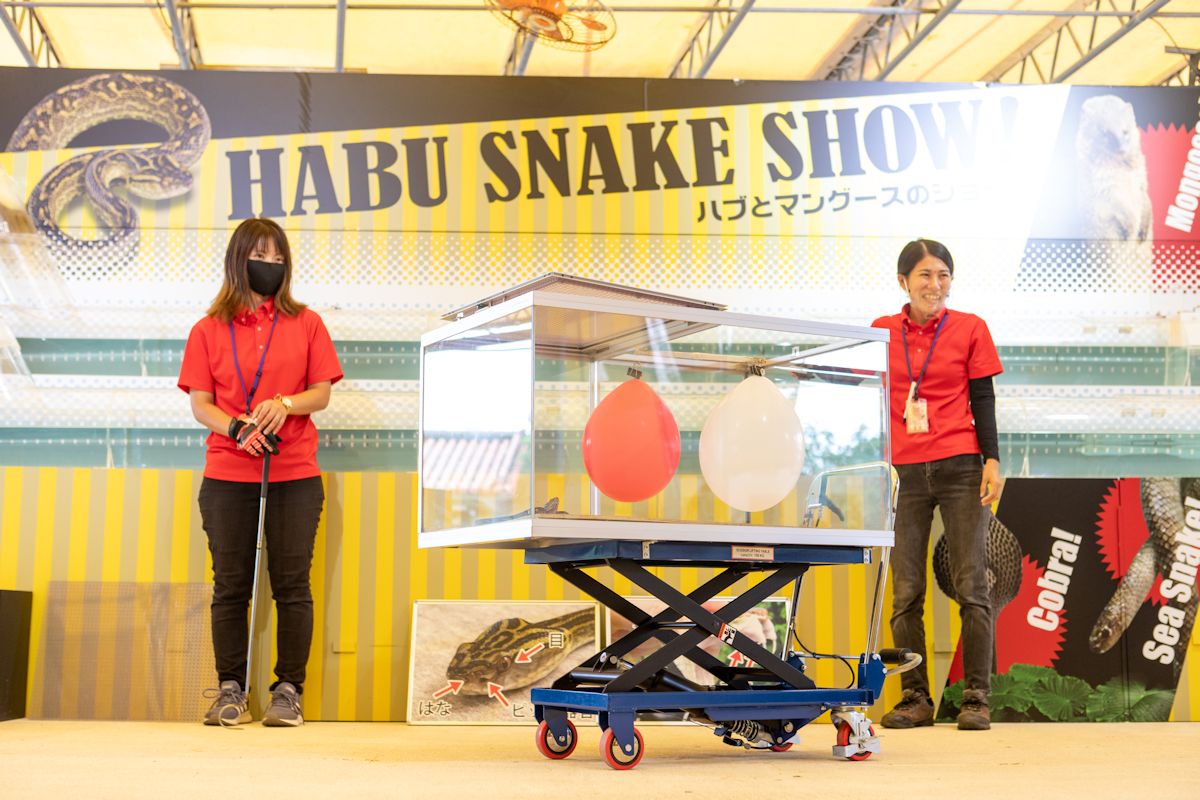 ショーマンがハブの生態をおもしろおかしく紹介