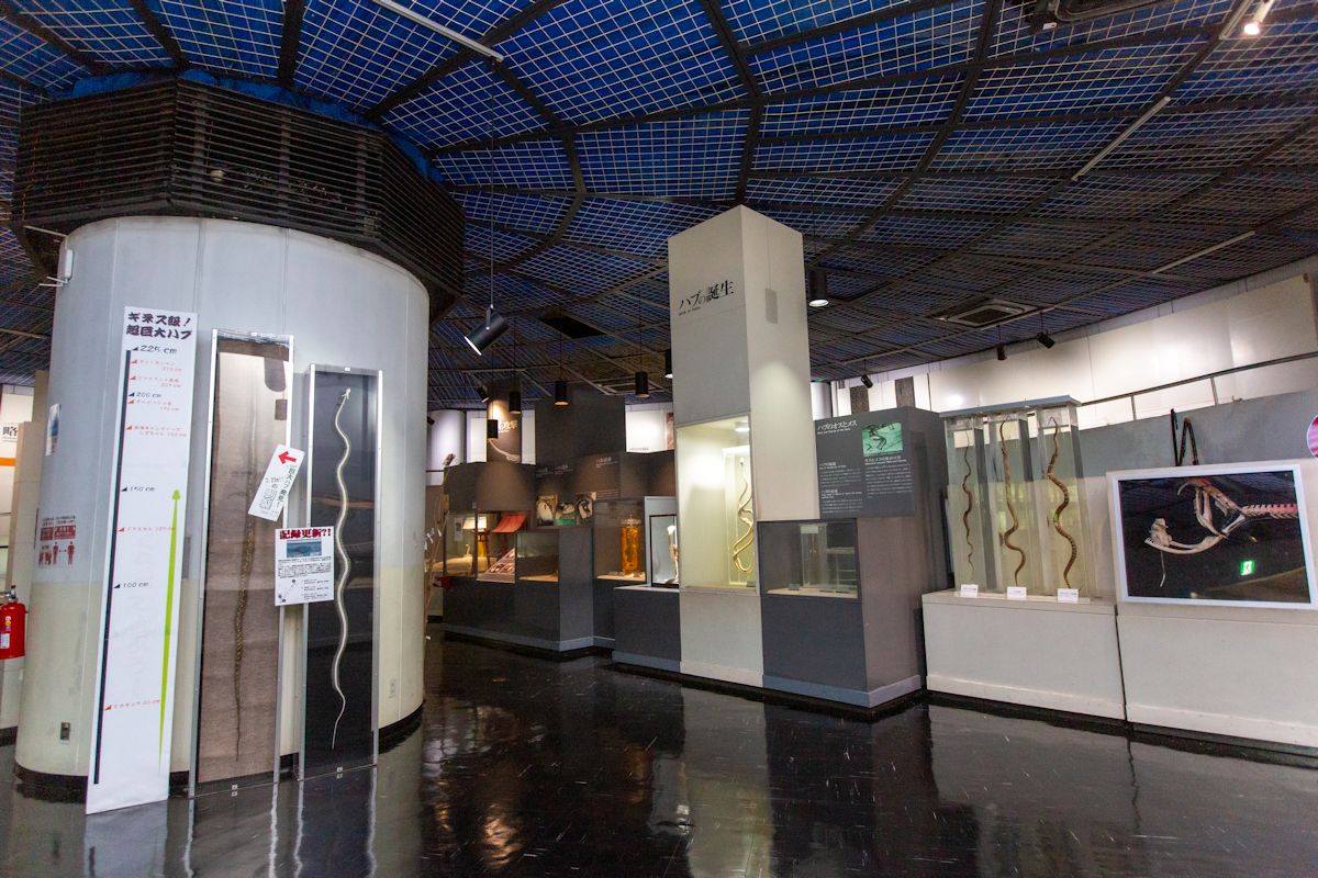 さまざまなハブの展示が目を引きます