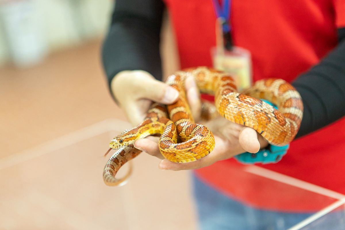 コーンスネークなどのヘビ（もちろん無毒！）に思い切って触ってみては？