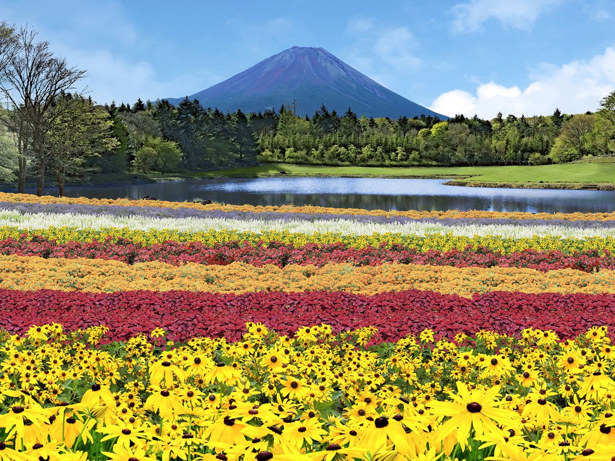 「虹の花まつり」※イメージ