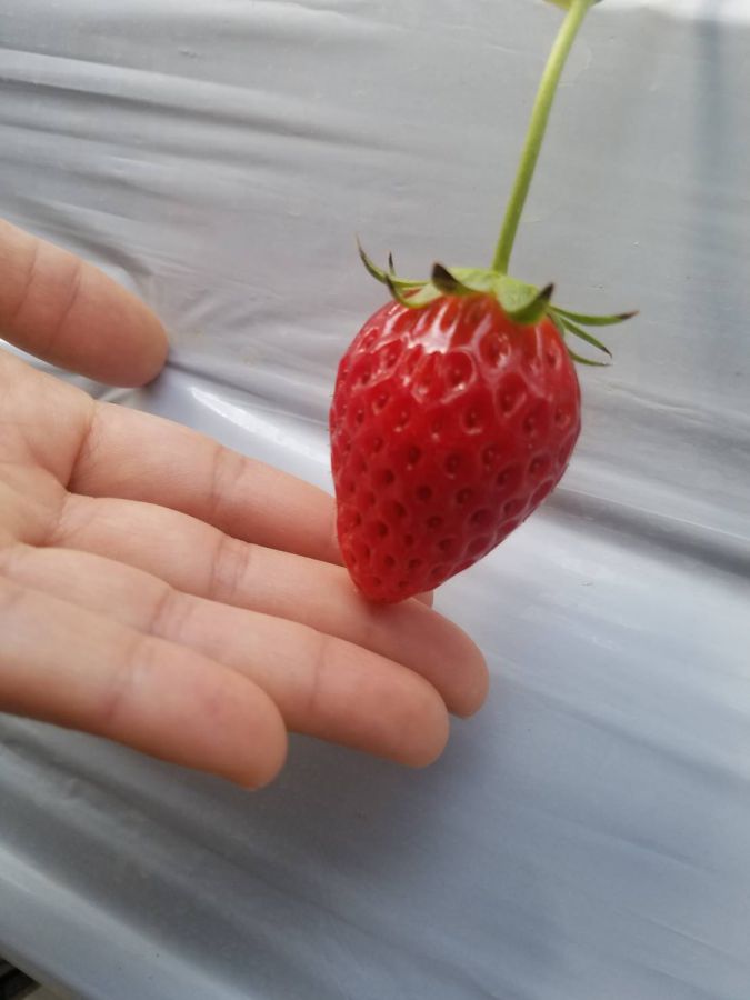 キャプション入る