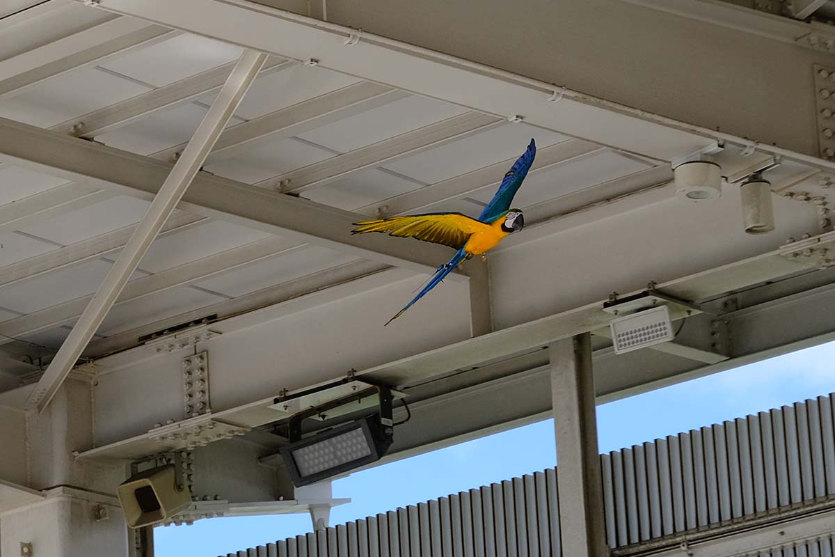 空飛ぶルリコンゴウインコ