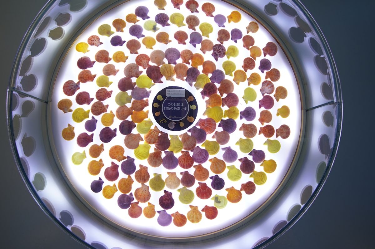 カラフルで注目度バツグンのヒオウギガイ