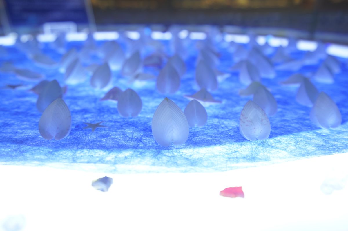 ハート型のリュウキュウアオイガイ。恋の島ならではの貝ですね