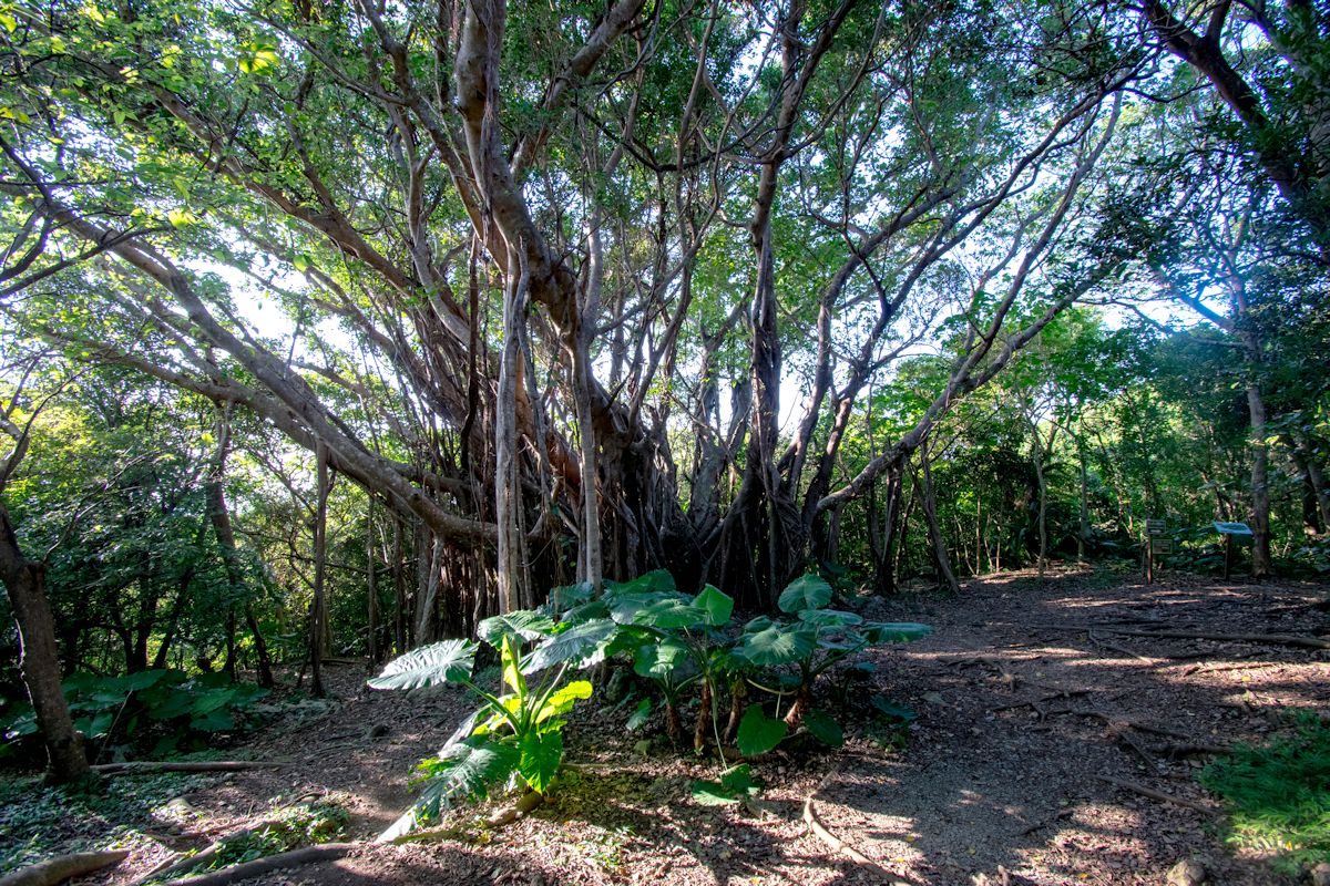 「ガジュマル・森林コース」には大きなガジュマルがいっぱい