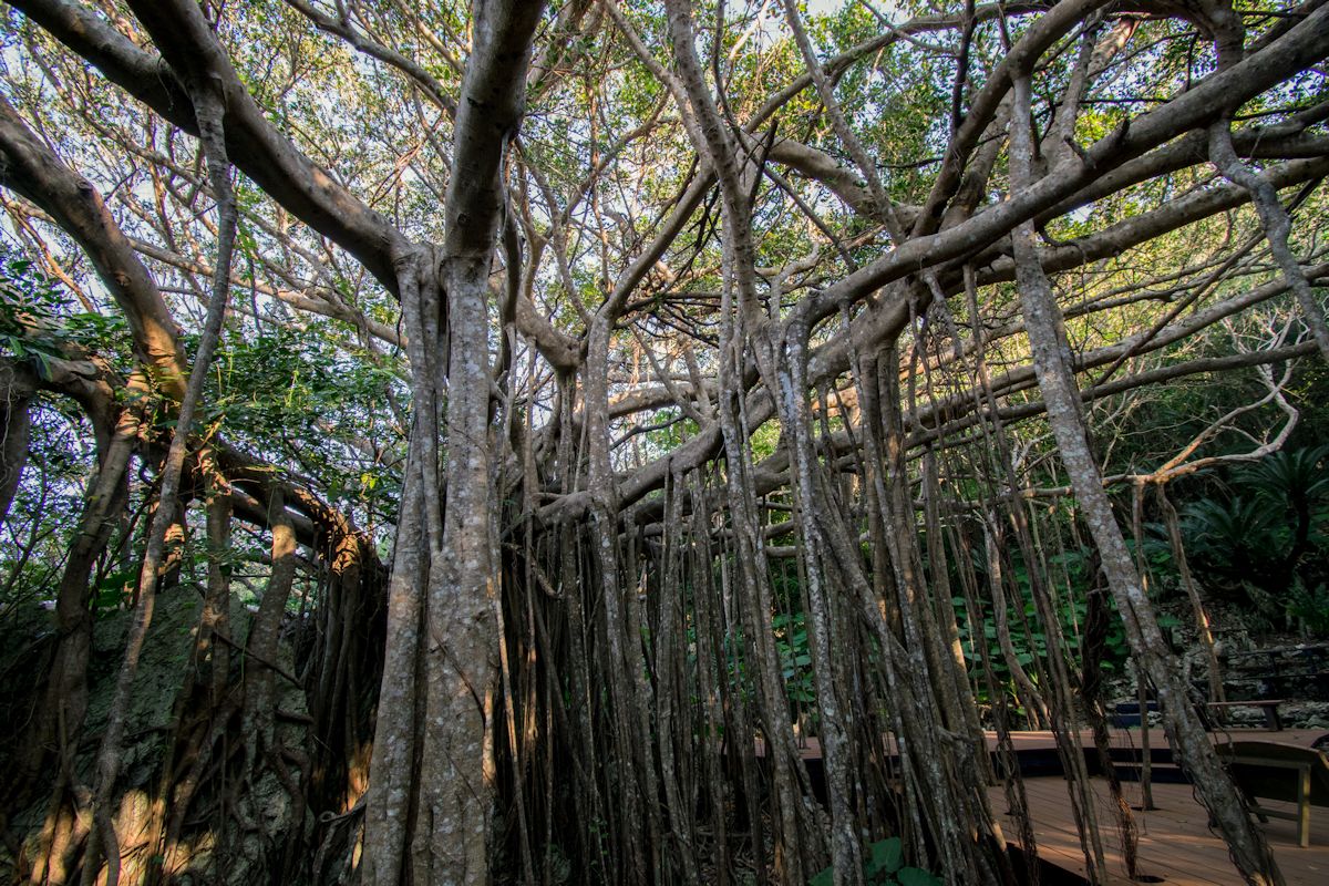 枝周り120mもある「御願（うがん）ガジュマル」