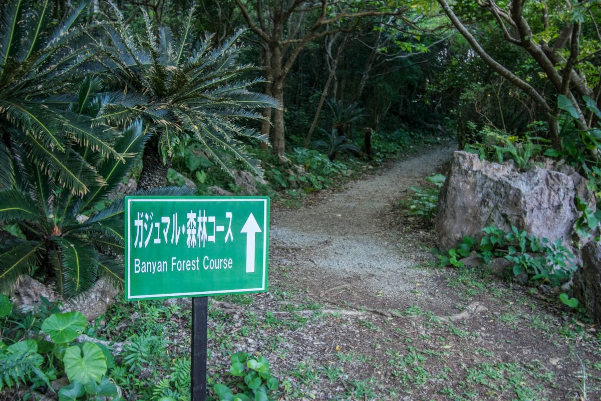 ガジュマル・森林コースのスタート地点。ここから森の中を下っていきます