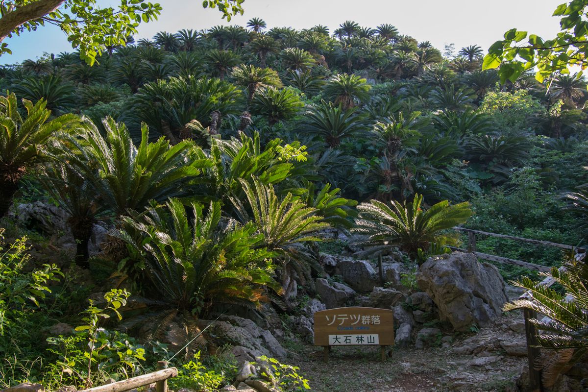 大小約6万本ものソテツが岩の間から林立する圧巻の光景。4mもある巨大なソテツも必見です