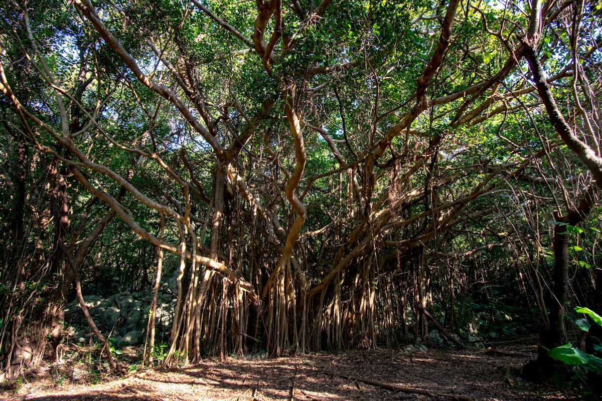 散策路沿いに大きなガジュマルが続々登場。こちらはその中の1本「幸せのガジュマル」