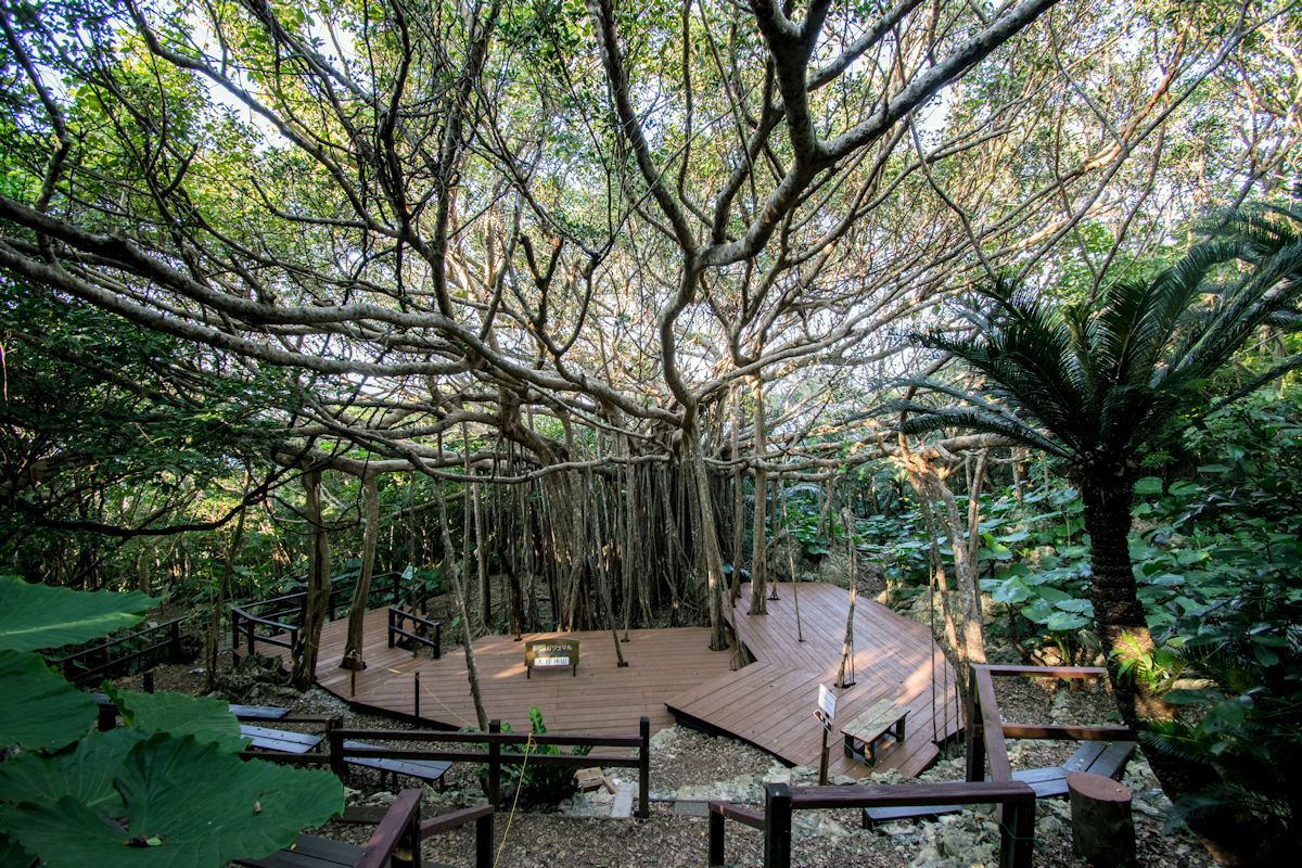 樹齢約200年にもなる「御願ガジュマル」。その大きさに圧倒される