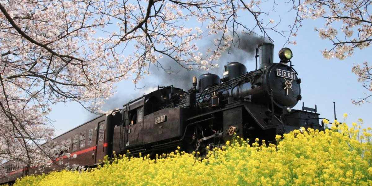 乗り物から桜名所のお花見を!SL、遊覧船、馬車など(2025年版)