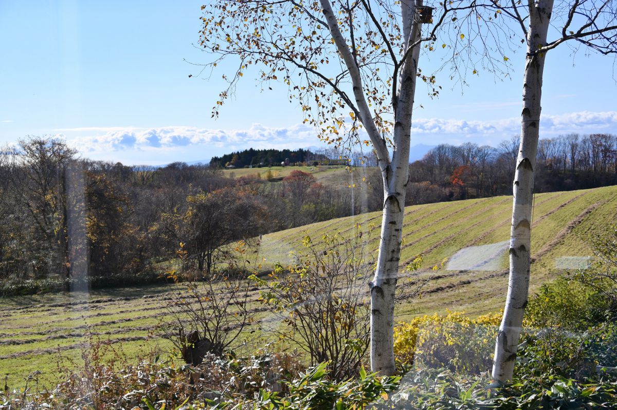 白樺と丘陵