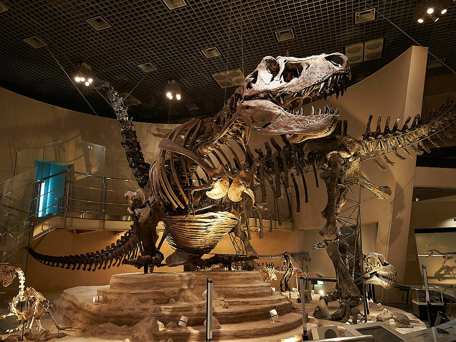 ティラノサウルス／画像提供：国立科学博物館