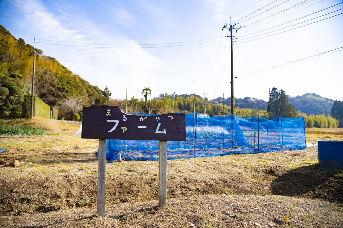 冬は大根、長ネギ、ブロッコリーなど。季節に合わせた旬野菜を植えています