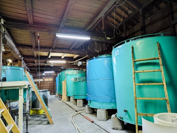 純米酒の場合はおよそ30日間かけて発酵