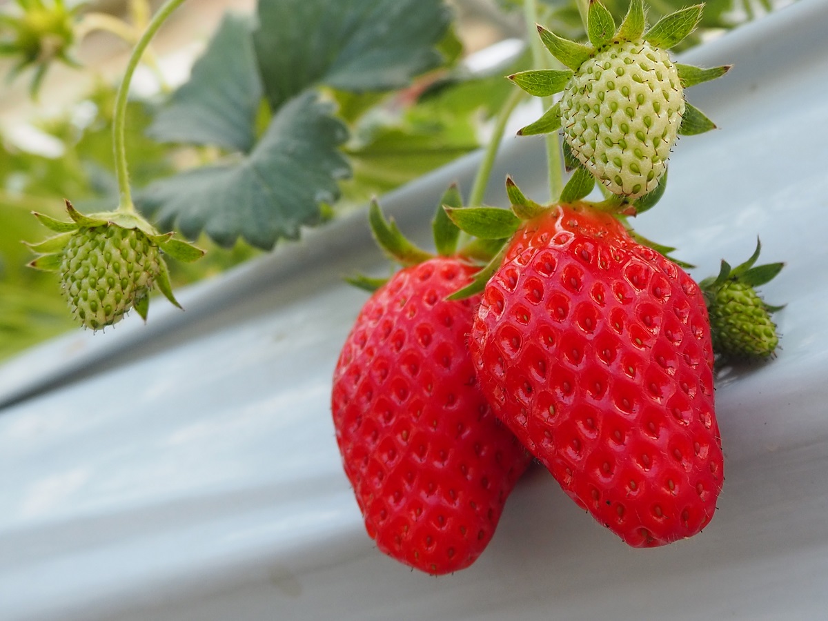 いちご狩りの予約は農園ごとに受け付けています。詳細はHPをチェック！