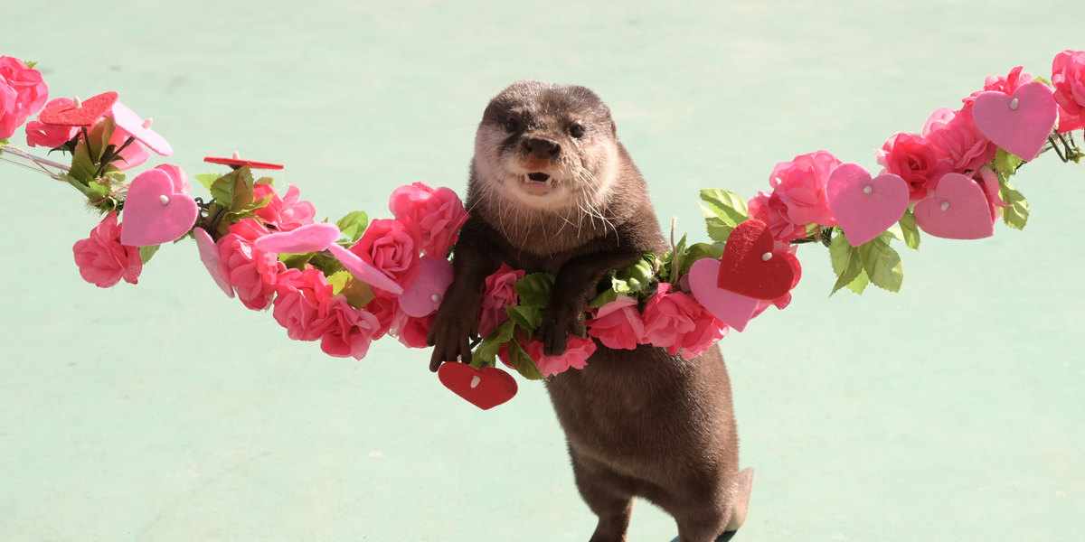 約700本の桜が咲く「横浜・八景島シーパラダイス」で、お花見！カワウソ、ペンギン、水族館も、花とコラボレーションする「＃はなパラ」開催