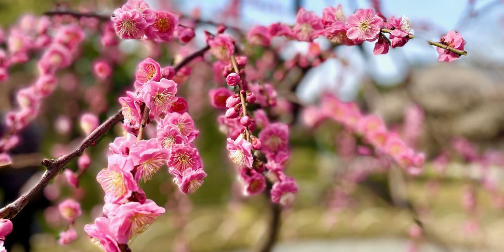 150本の梅が咲き誇る！ 方除けの大社・城南宮の「しだれ梅と椿まつり」＜京の歳時記 3月＞