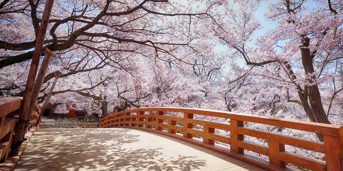 高遠城址公園（長野県）／(一社)伊那市観光協会