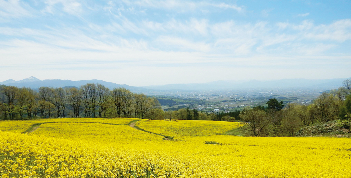 三ノ倉高原花畑