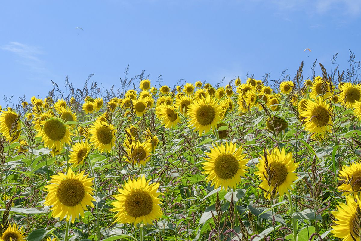 夏は一面にヒマワリが咲く